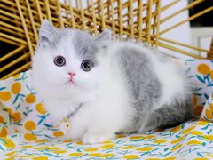 -70cat德文卷毛猫·缅因猫纯种猫舍