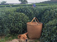 -龙坞茶村