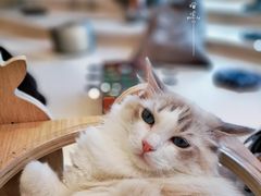 -飞行喵MR PILOT|猫舍·猫咖(静安大融城店)