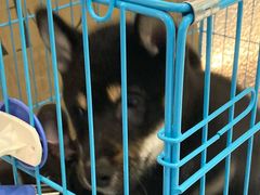-1013 PET SHOP精品宠物商店(丁香店)