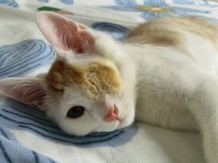 -爱侣宠医·鹦鹉专科·小型哺乳类·异宠专科(灵石路店)