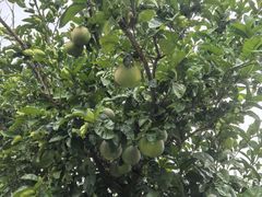 -前小桔亲子创意农场·草莓采摘·露营烧烤