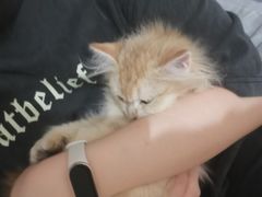 -萌兽医馆·犬猫专科·眼科中心·宠物医院(朝阳门分院)