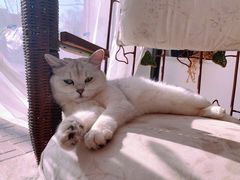 -平行世界·猫咖(首经贸店)