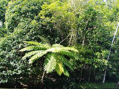 -热带雨林自然公园