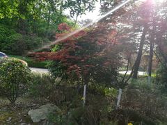 -铁山坪森林公园