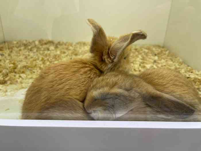 兔窝镇bunnyburrow(万象城店)-"【项目】摄影经过店就被门口那3只棕色