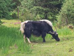 -银同牦牛肉火锅