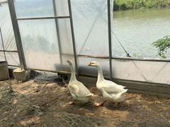 -马陆小张葡萄园农家乐