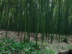 -同里国家湿地公园