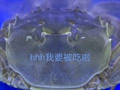 -祥鹤龙虾螃蟹