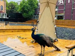 -J Create城市露营咖啡·简餐·宠物(上海动物园店)