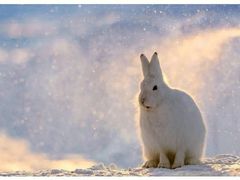 -瑞派·关忠动物医院·异宠专科·犬猫肿瘤·皮肤专科(望京店)