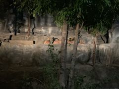 -清迈夜间动物园