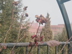 -清华澜园教工餐厅