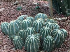 -呀路古热带植物园