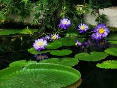 -国家植物园南园