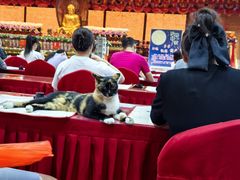 -龙华素斋(龙华路店)