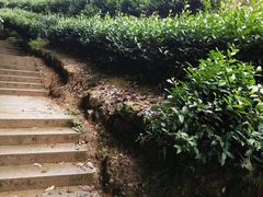 -西湖风景区十里琅珰-五云山