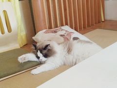 -猫在这儿猫咪咖啡馆·撸猫馆