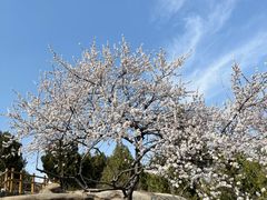 -白水寺森林公园