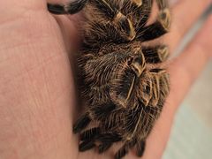 -吉丁鸟咖·异宠·寄养