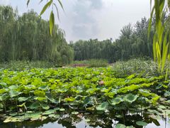 -丰台科技园生态主题公园