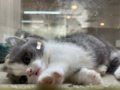 -飞行喵MR PILOT|猫舍·猫咖(静安大融城店)
