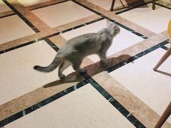 -猫色咖啡·猫咖