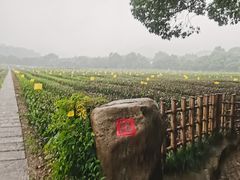 -中国茶叶博物馆(双峰馆区)