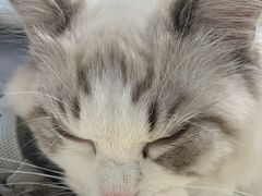 -纳吉亚猫专科动物医院博雅分院