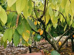 -歌斐颂巧克力小镇