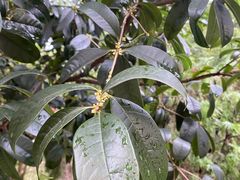 -UPUPKAFE  立咖啡(浏城桥店)