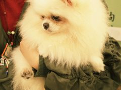 -共舞时光猫咖·狗咖(新街口店)