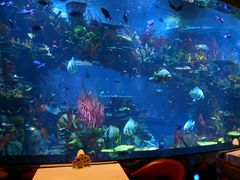 -迪拜帆船酒店海底餐厅