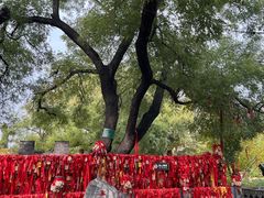 -大槐树寻根祭祖园