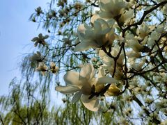-菖蒲河公园