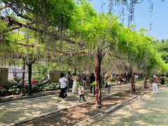 -嘉定紫藤园