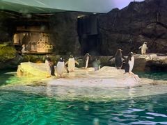 -新加坡飞禽公园