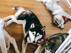 -Husky Go! 哈士奇体验馆·宠物咖啡厅狗咖