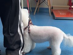 -创凡宠物医院·骨专科  猫科中心(西乡分院)
