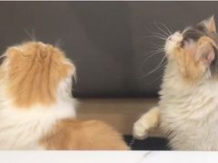 -喵园·猫主题咖啡厅·撸猫·猫咖(国贸店)