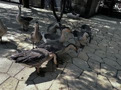 -大连森林动物园