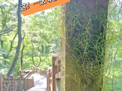 -老山国家森林公园