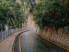 -银湖山郊野公园-相思林