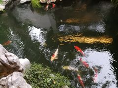 -鲤院·新中式美学·庭院餐厅(夫子庙店)