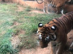 -昆明动物园