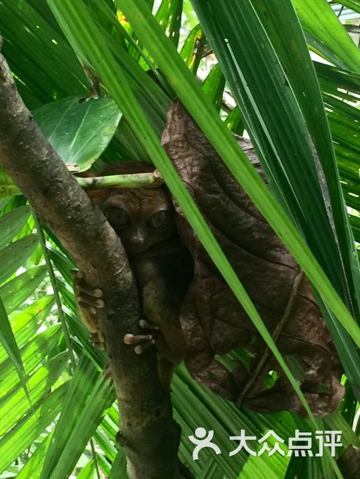 薄荷眼镜猴保护区图片 - 第1张