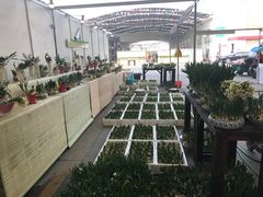 -龙大花卉苗木市场