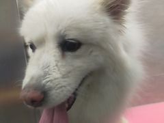 -宠福鑫康馨动物医院·骨科·眼科